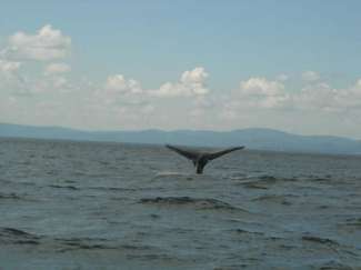 tadoussac 187.jpg
